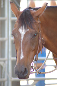 Cerise-head-shot