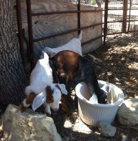 baby goats