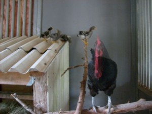 chicks-on-roost