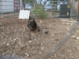 hen-with-chicks