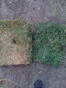 hay samples